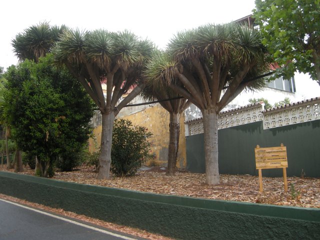 Gran Canaria 289
